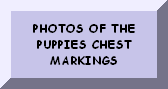 SEE THE PUPPIES CHEST MARKINGS